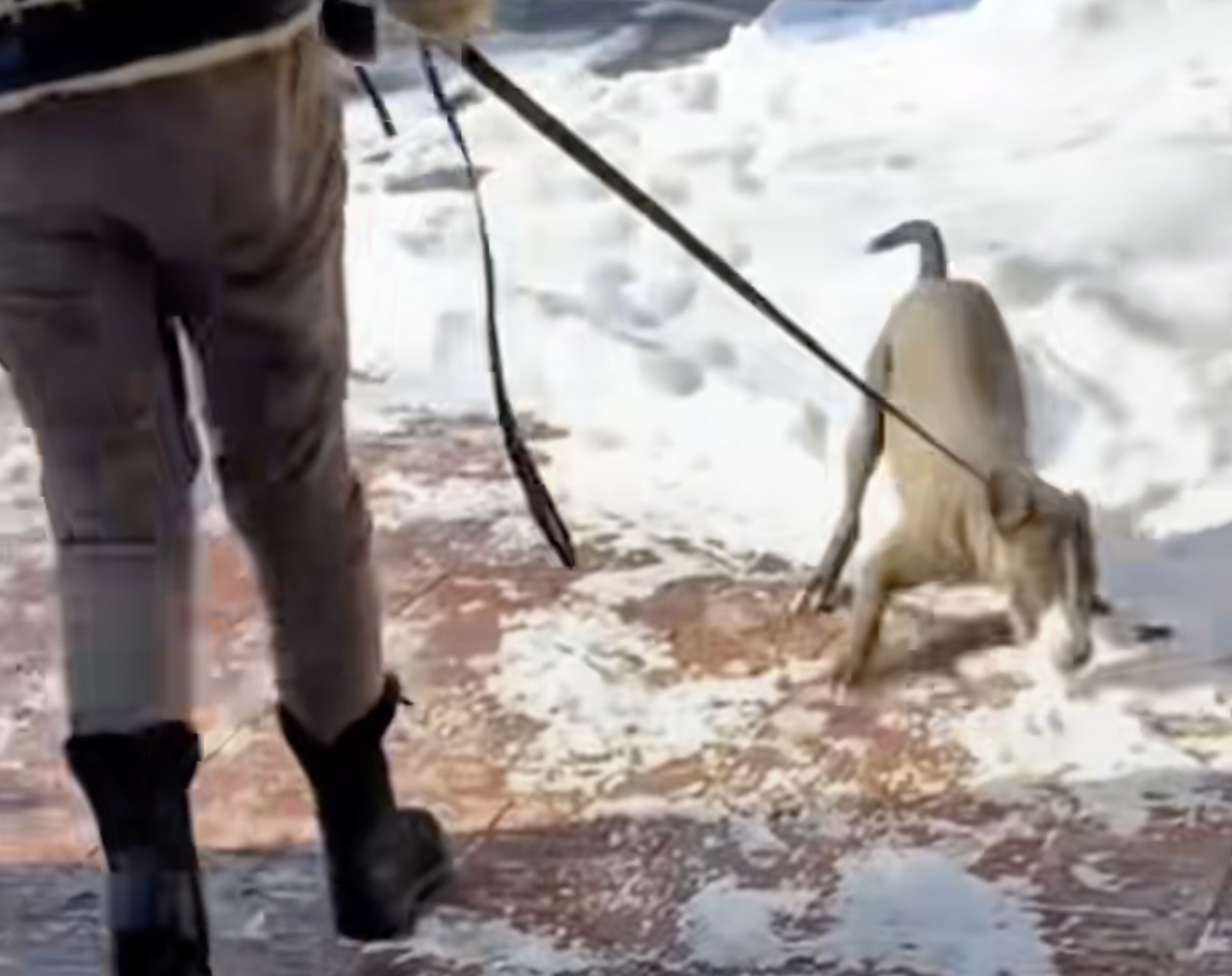 Dogs joyful reaction to getting adopted 